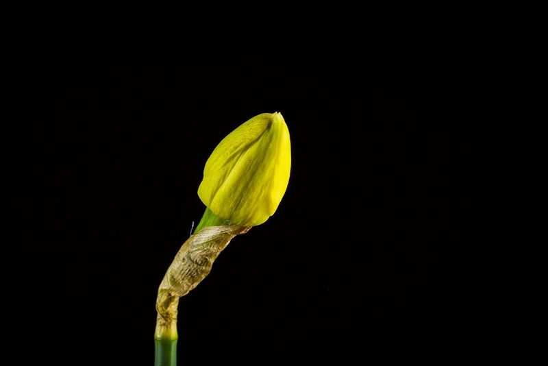A daffodil opening its petals.