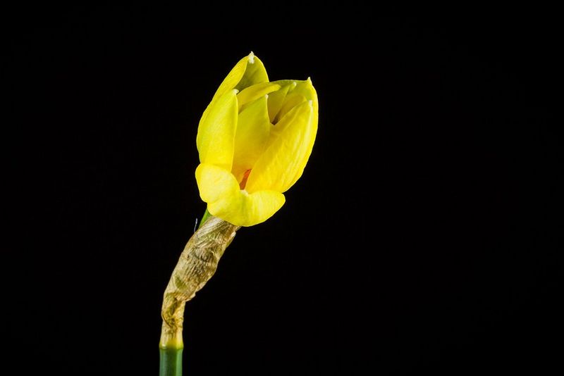 A daffodil opening its petals.