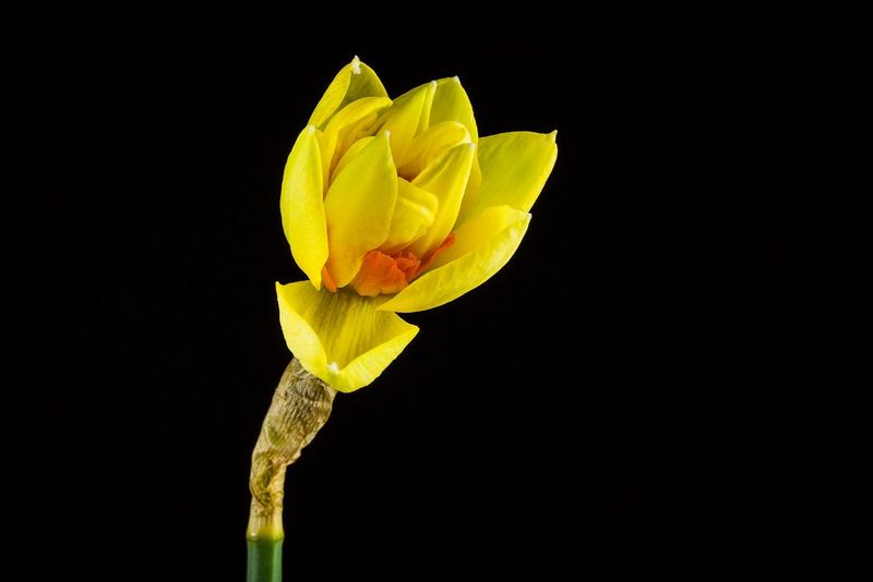 A daffodil opening its petals.