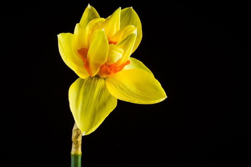 A daffodil opening its petals.