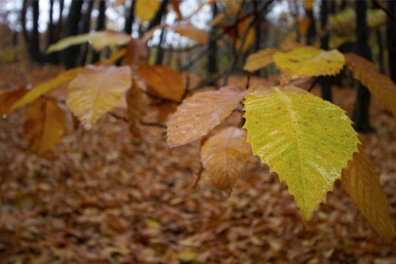 Canon polska aparaty fotograficzne