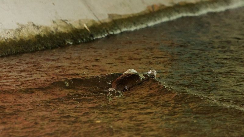 A platypus swimming through brown water, alongside the concrete walls of the tributary.