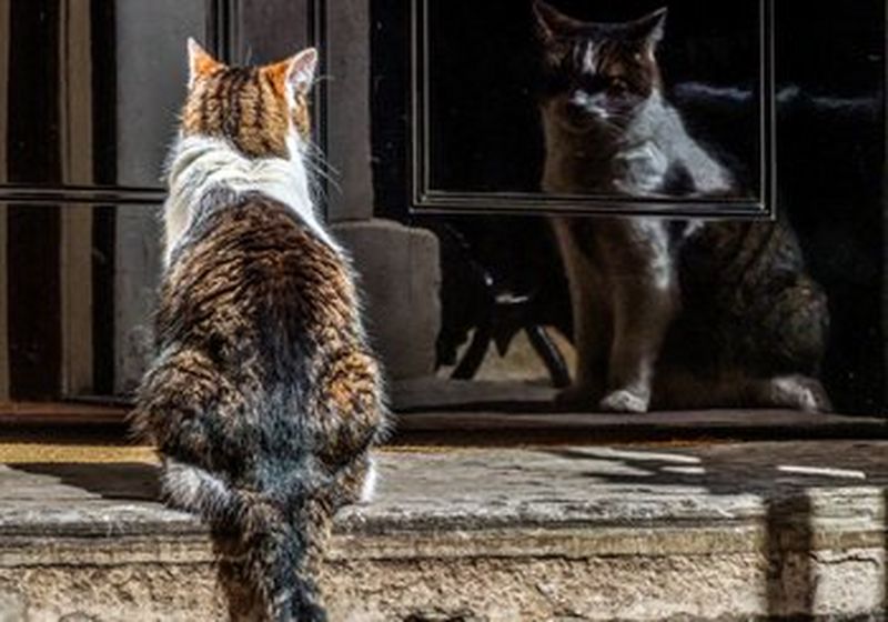 A cat sitting on a step looking at a reflection of itself