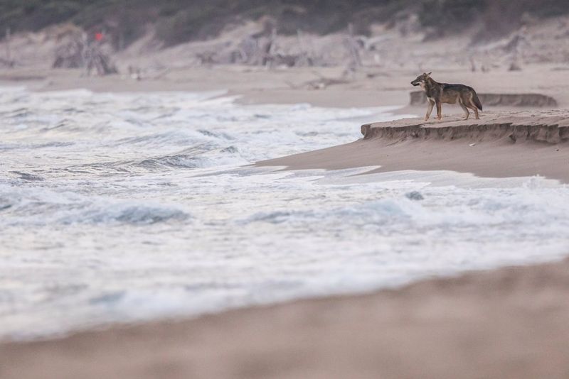 Un loup des Apennins amaigri sur une plage, regardant la mer.