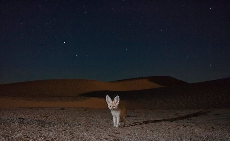 Image nocturne d'un fennec dans le désert sous un ciel étoilé.