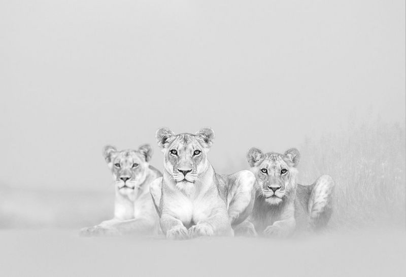 A black and white image of three lionesses sitting in the long grass in a remote part of the Central Kalahari Game Reserve in Botswana.