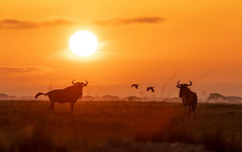 Silhouettes de deux gnous se détachant sur un coucher de soleil aux tons intensément orangés.