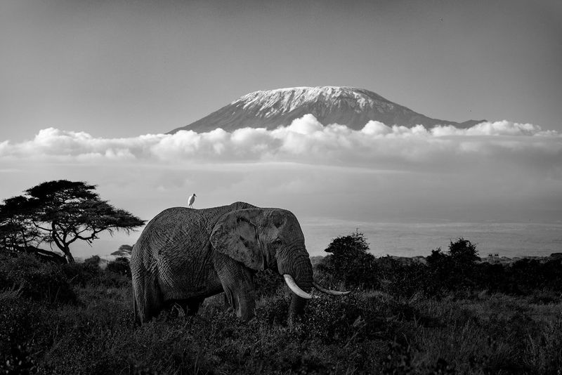 Image monochrome d'un petit oiseau perché sur le dos d'un éléphant. Cime de montagne vue de loin, semblant surgir d'une couche nuageuse en arrière-plan.