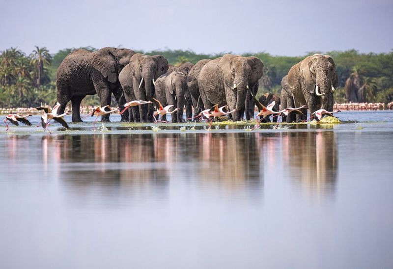 Flamants roses volant devant un troupeau d'éléphants en train de s'abreuver à un point d'eau peu profond.