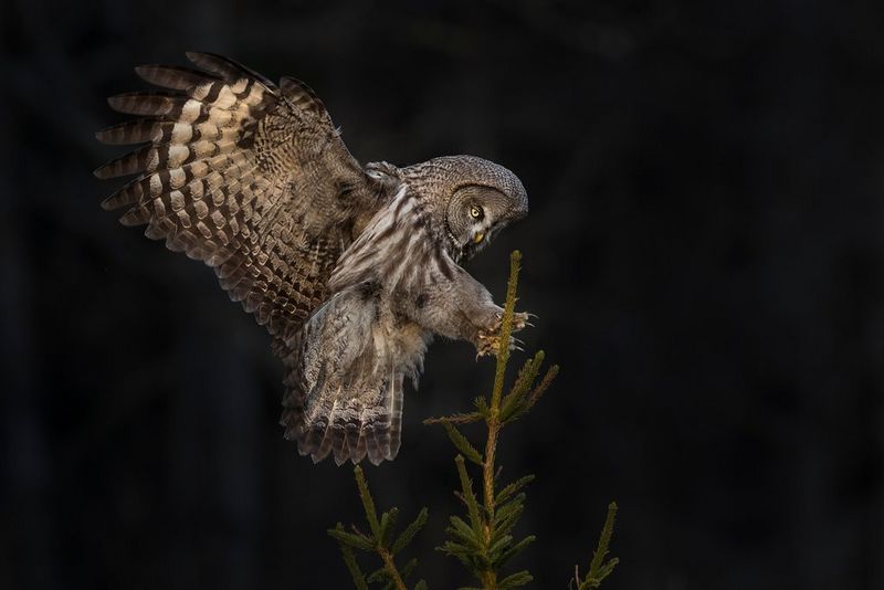 Une chouette lapone, les serres déployées, se prépare à atterrir sur la cime d'un arbre.