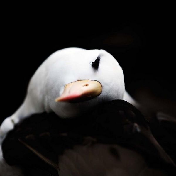 A black-browed albatross turns its head to acknowledge the camera.