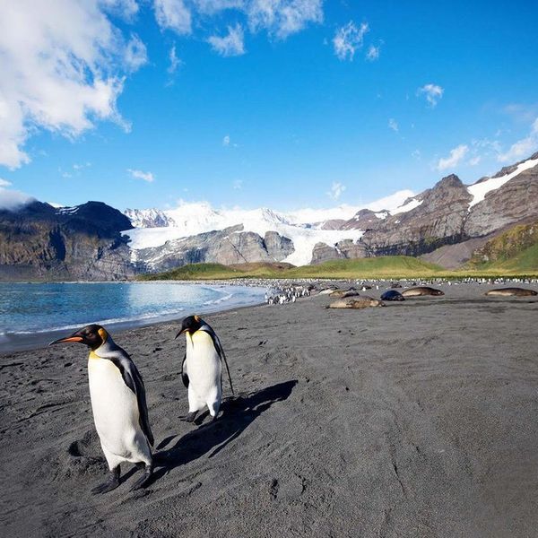 Two King penguins waddle along a black sand beach in South Georgia.