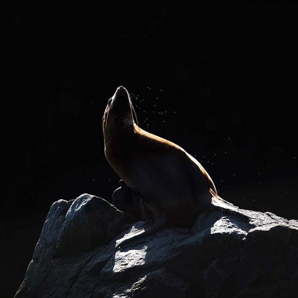 A sea lion perched on a rock shakes off the midges that surround him.