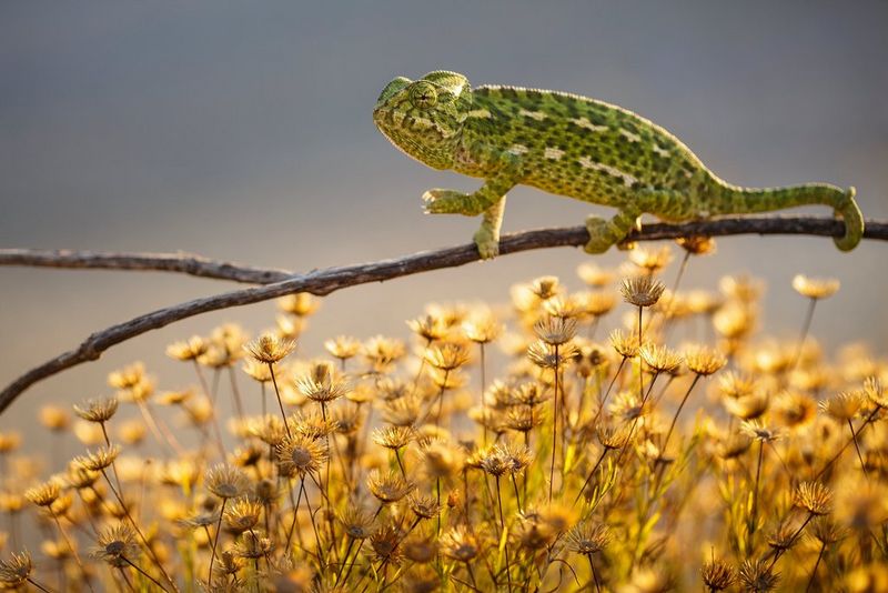 Sur cette photo avec une profondeur de champ très faible, un caméléon marche sur une branche fine.