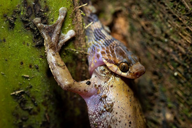 Un serpent avale une grenouille bien plus grosse dans la jungle au Costa Rica.