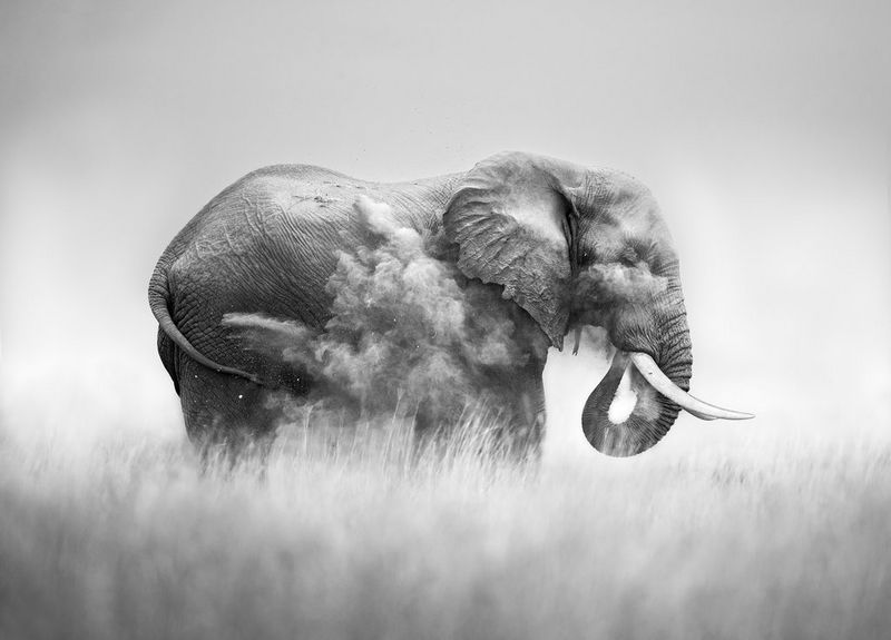 Image monochrome d'un éléphant prenant un bain de poussière dans le parc national d'Amboseli, au Kenya.