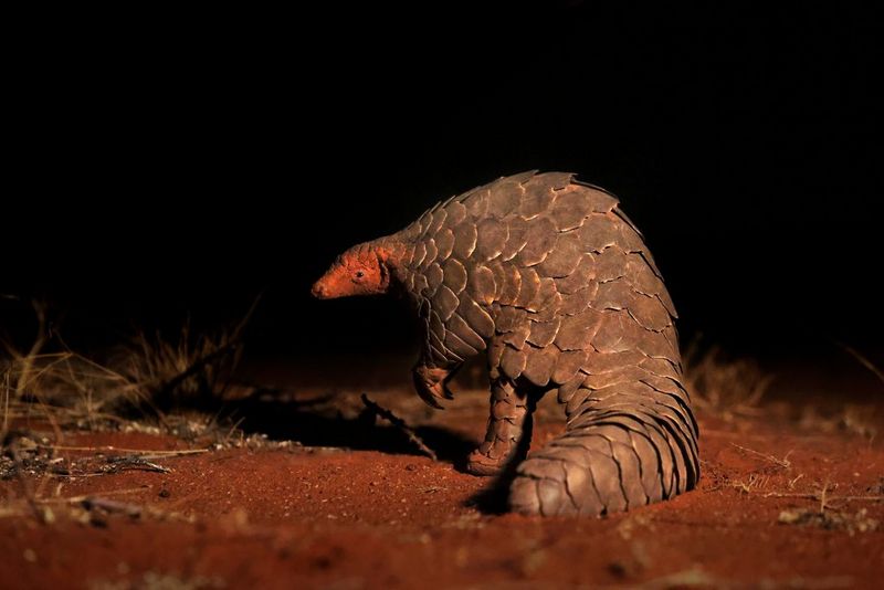 Dans la nuit, un pangolin tourne le regard vers l'appareil photo, la tête couverte de sable rouge.
