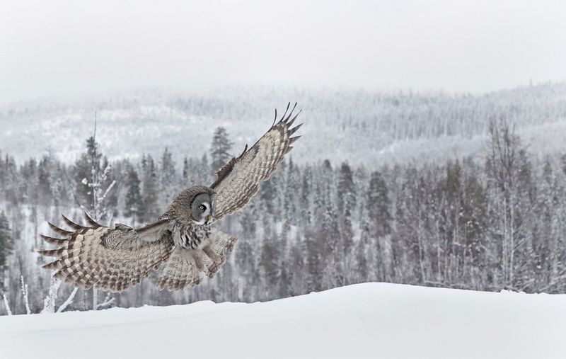 Une chouette lapone survole un paysage enneigé bordé d'arbres.