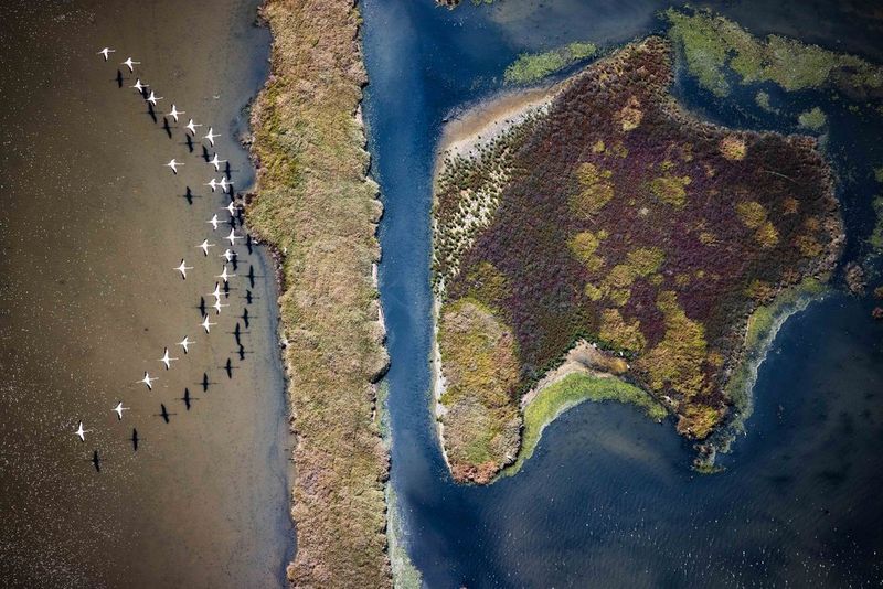 Image aérienne d'une volée d'oiseaux traversant en formation en V de grandes zones humides en Toscane, en Italie.