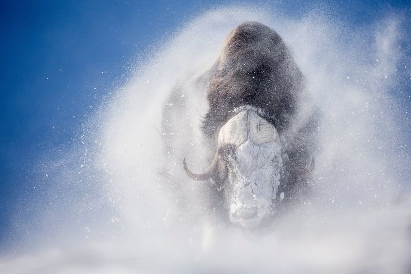 Un grand bœuf musqué secoue la neige dont il est recouvert ; en fond, un ciel bleu éclatant.
