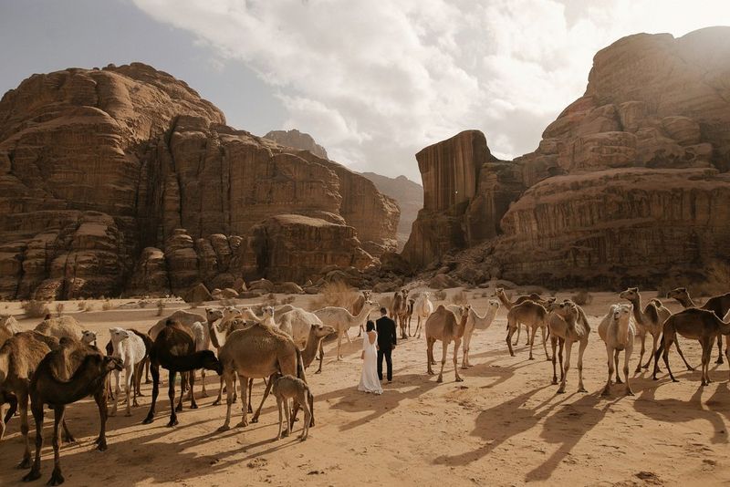 De jeunes mariés se tiennent la main dans le désert du Wadi Rum en Jordanie, entourés de chameaux sauvages.