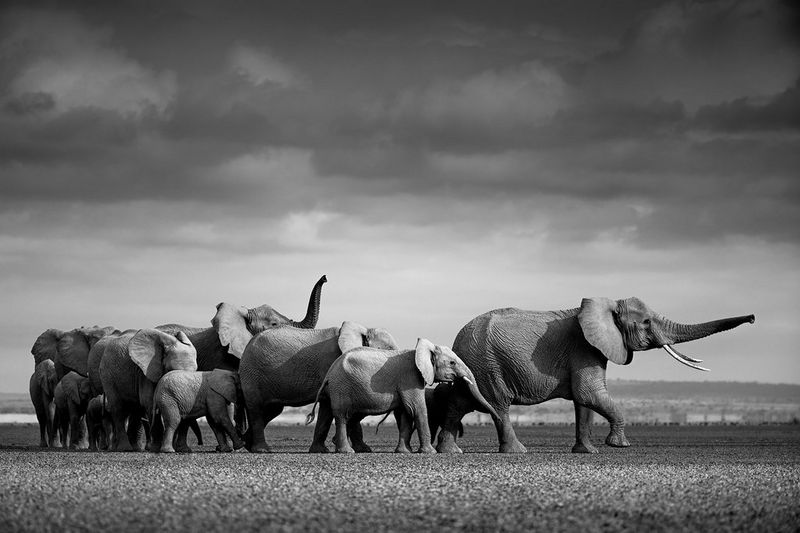 Une image en noir et blanc d'un troupeau d'éléphants marchant ensemble dans une vaste plaine.