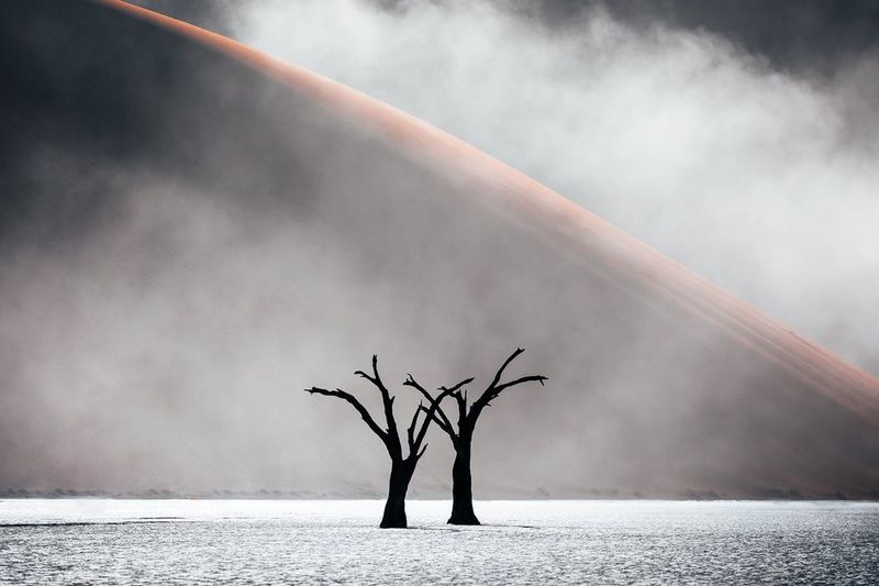 Arbres morts recouverts de brume en silhouette contre une dune de sable.