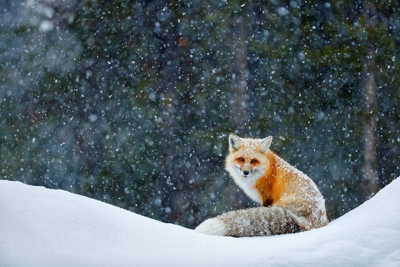 A red fox in the Grand Teton National Park, Wyoming, US.