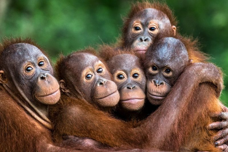 Un petit groupe de cinq jeunes orangs-outans à Bornéo.