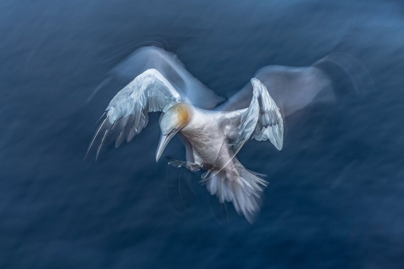 Un fou de Bassan en chasse plane au-dessus de la mer du Nord allemande.