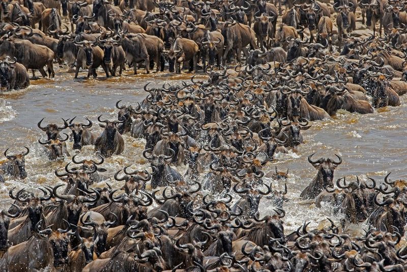 Des centaines de gnous traversant la rivière Mara, en Afrique de l'Est, dans le cadre de leur migration annuelle.