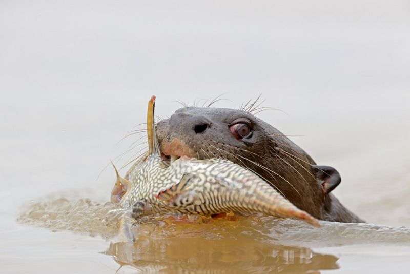 Une loutre géante du Brésil en train de nager, en tenant dans sa gueule un gros poisson.