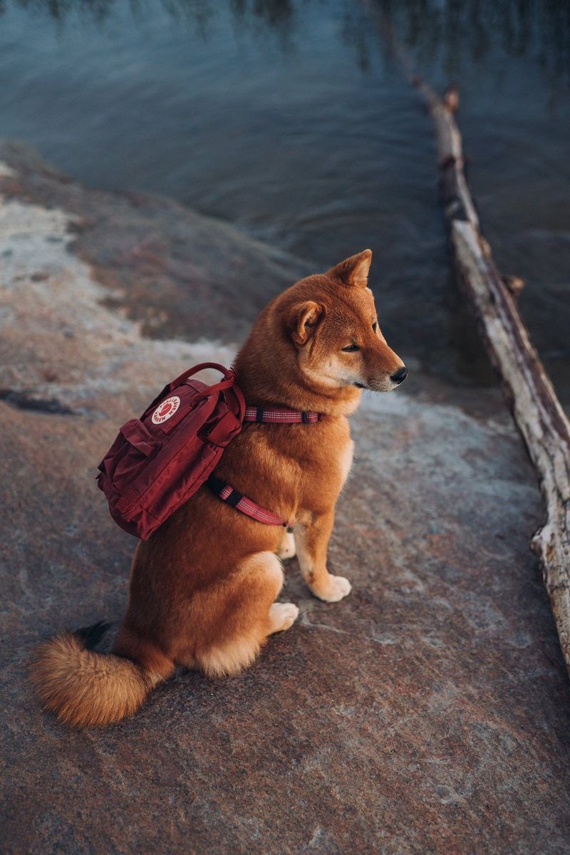Chien portant un sac à dos, assis à côté d'un lac.