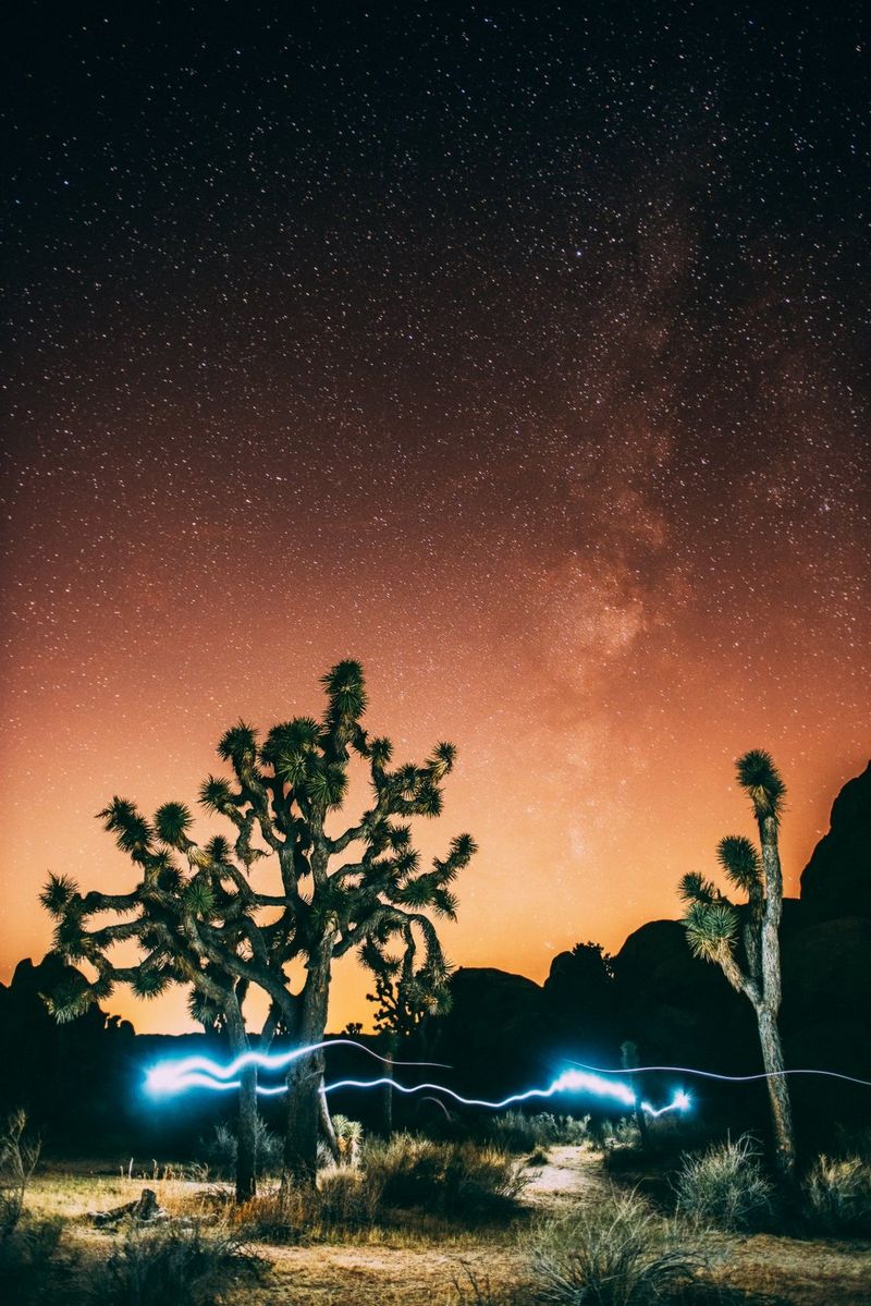 Arbres de Josué californiens, entourés d'une traînée lumineuse. Le ciel nocturne orangé est parsemé d'étoiles.