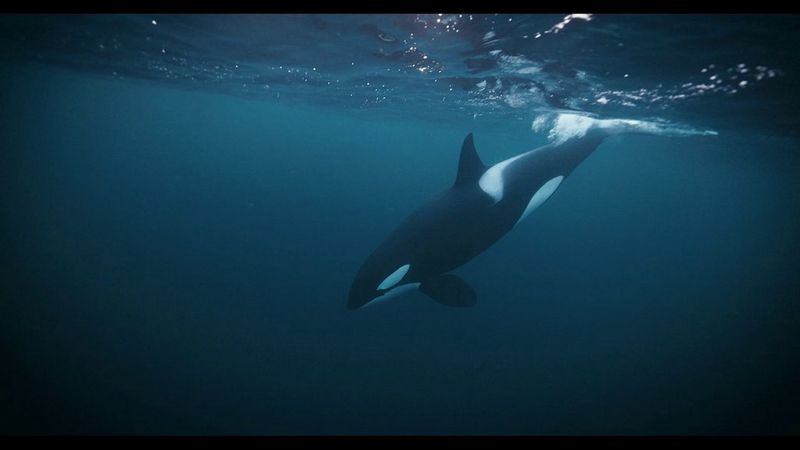 Un'orca si tuffa e nuota sotto la superficie dell'oceano in un video girato da Stéphane Granzotto con Canon EOS R5.