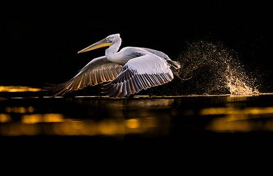 A Dalmatian pelican takes off in the dark waters of the Danube Delta wetlands in a photo taken by Jonas Classon.