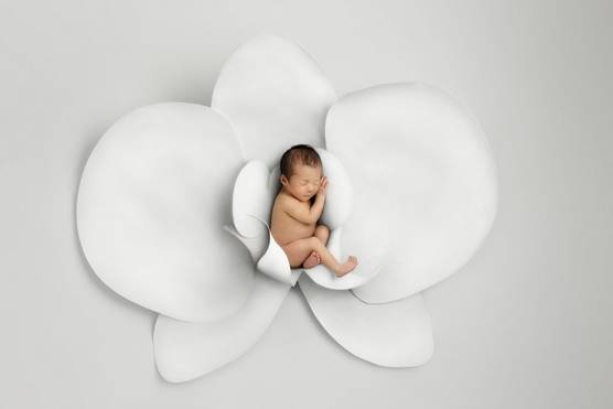 A curled-up baby sleeps in the centre of a large artificial flower in a photograph by Kelly Brown taken on a Canon EOS R5.