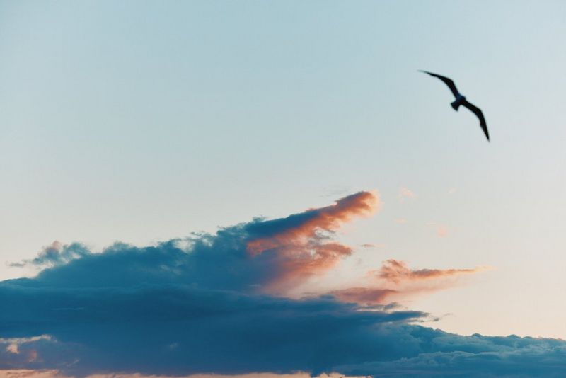 Un grand oiseau aux ailes déployées se dessine sur un ciel parsemé de nuages.