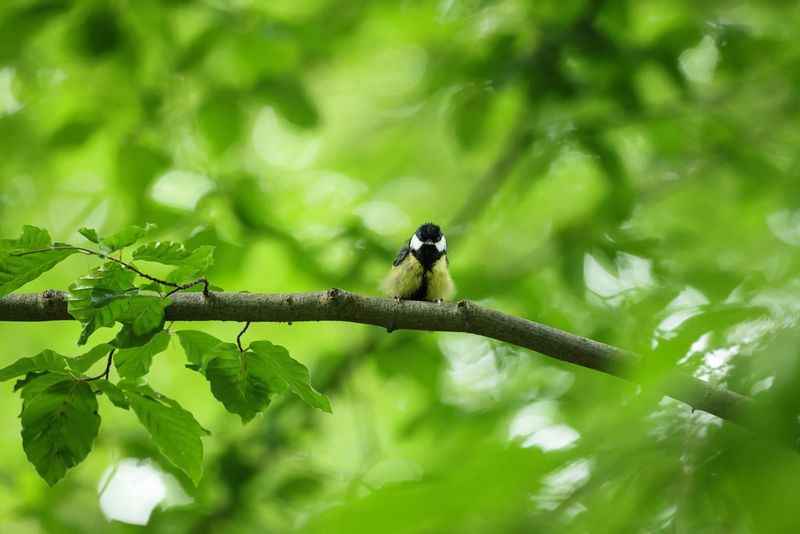 Un petit oiseau perché sur une branche entourée de feuillage vert. Certaines feuilles sont nettes, tandis que le reste de l'arrière-plan est flou.