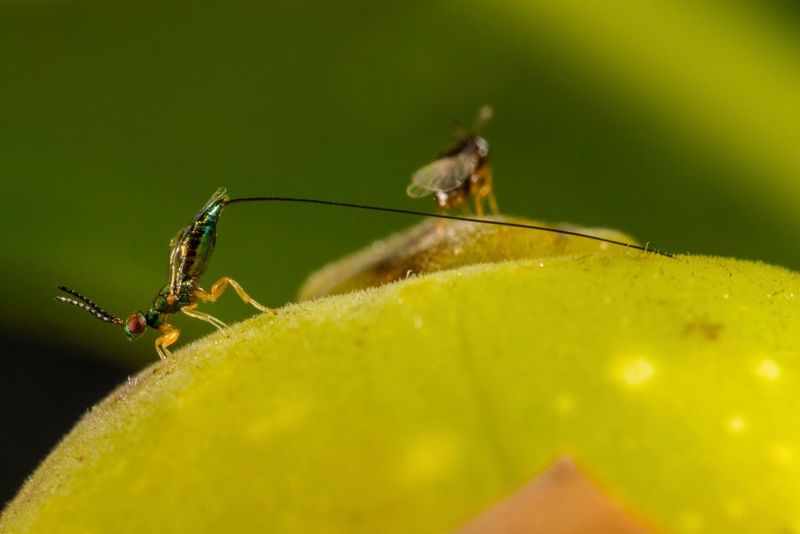 The best lenses for macro photography - Canon Portugal