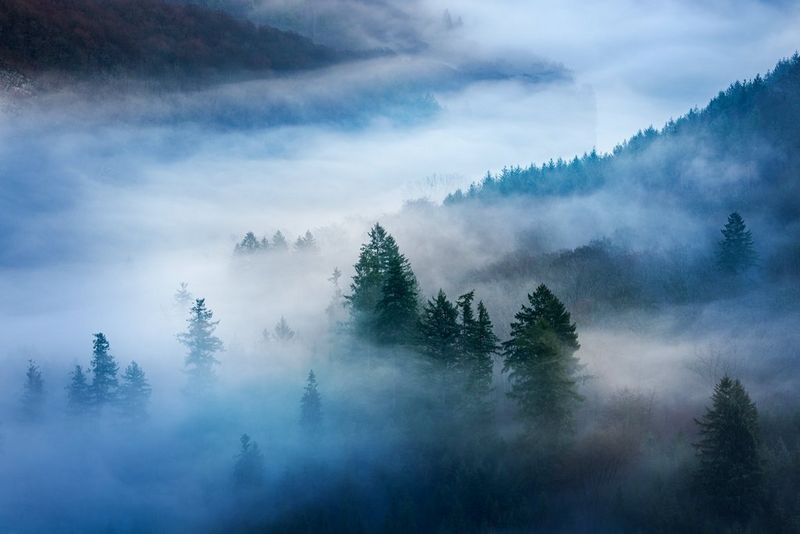 Grands pins s'élevant hors du brouillard dans une longue vallée.