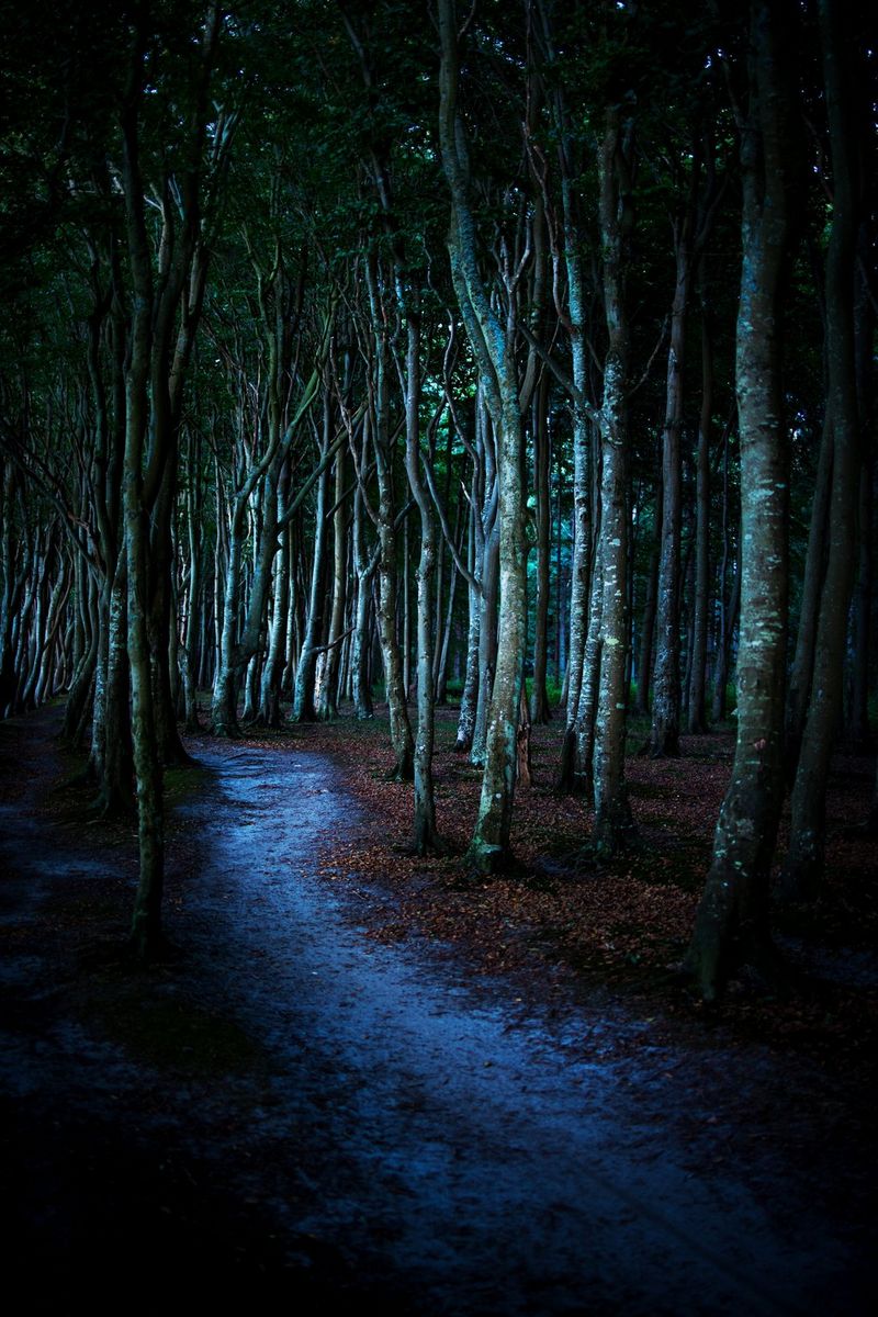 Un sentier à travers une forêt, la nuit. Des feuilles tombées au sol sont répandues aux alentours.