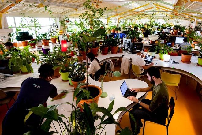 A large curving table fills most of a room, covered in green plants in plant pots, with people sitting working on laptops around the plants.