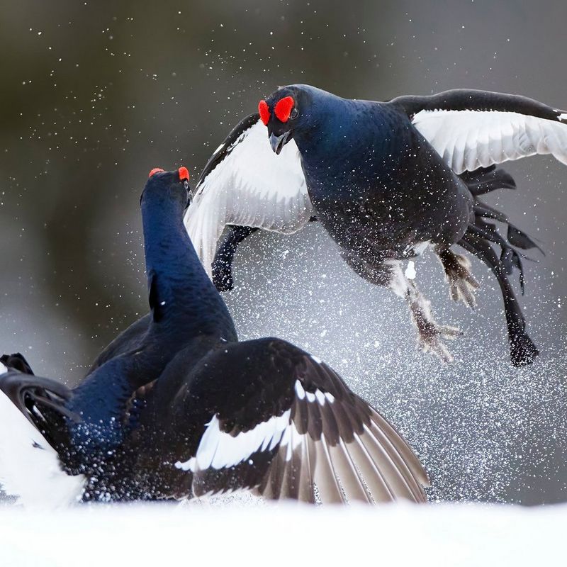 Two male black grouses with blue, red and white markings fighting in the snow, one descending on the other from above.