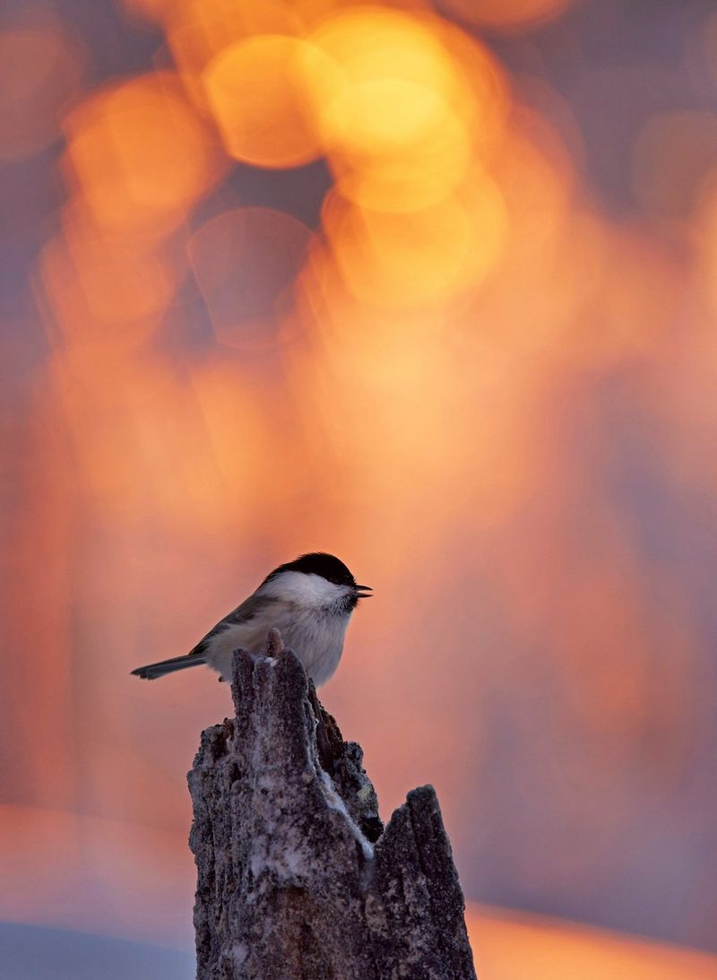 Une mésange boréale perchée sur une souche abîmée dans la lumière du soir. Photo prise avec l'objectif Canon RF 100-500mm F4.5-7.1 L IS USM.