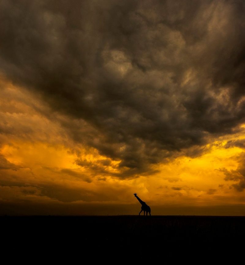 Une girafe tourne la tête au loin tandis qu'elle s'avance dans la savane au coucher du soleil, des nuages sombres s'accumulant dans le ciel. Photo prise avec un objectif Canon EF 16-35mm f/2.8L II USM.