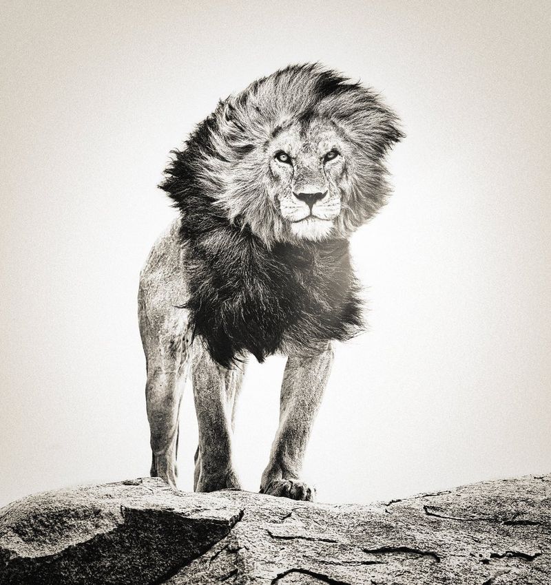 Image en noir et blanc d'un lion paré d'une imposante crinière, debout sur un rocher. Photo prise avec un Canon EOS-1D X Mark III.