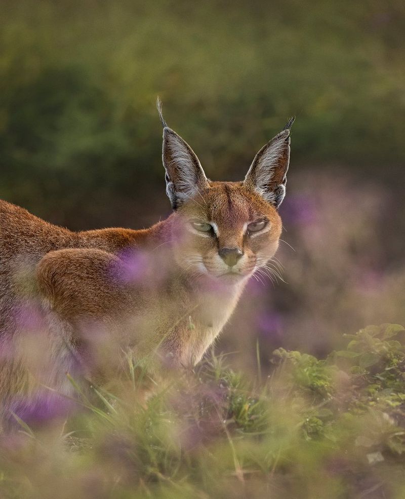 Un serval clairement visible derrière des fleurs violettes floues au premier plan. Photo prise avec un Canon EOS-1D X Mark III.