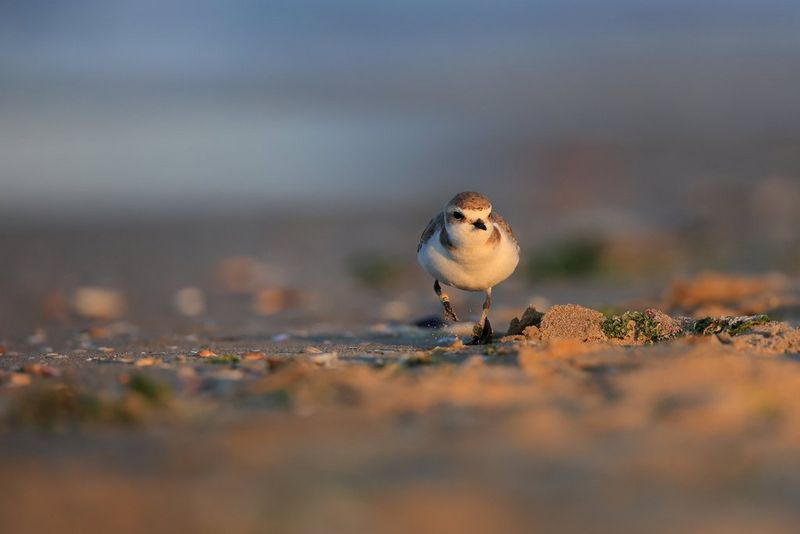 A Kentish plover running towards the camera on a sandy beach.