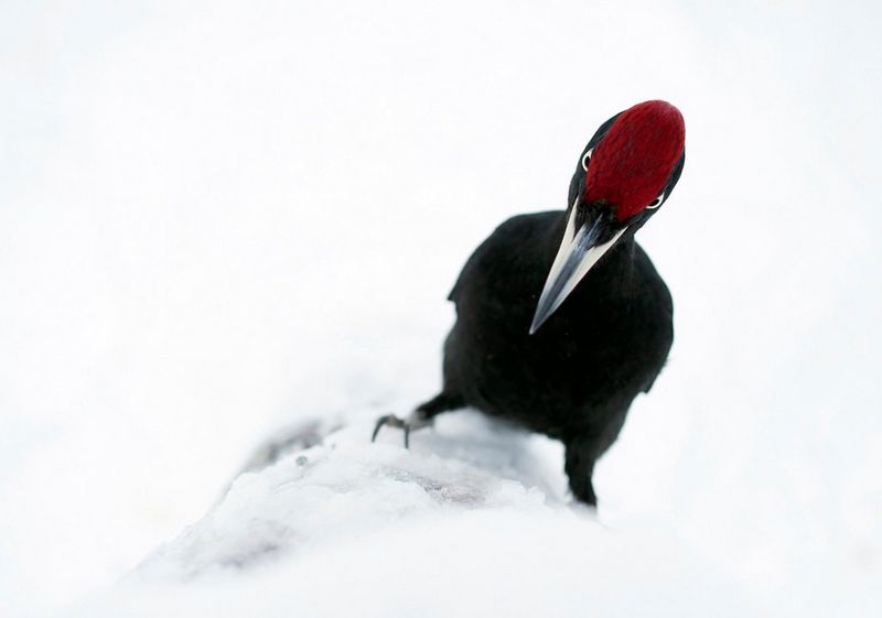 Un pic noir fixe directement l'appareil photo depuis une branche enneigée.